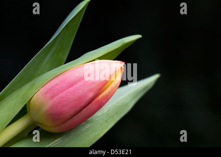 Eine einzelne rote und gelbe Tulpe vor einem schwarzen Hintergrund. Stockfoto