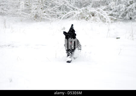Hucknall, Notts, UK. 23. März 2013. Schnee ist weiterhin hinzufügen bereits tiefen Schnee fallen. Schwarzer Hund spielt im Schnee. Bildnachweis: Ian Francis / Alamy Live News Stockfoto
