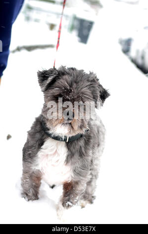 Hucknall, Notts, UK. 23. März 2013. Schnee ist weiterhin hinzufügen bereits tiefen Schnee fallen. Hund und Besitzer Spaziergängen im Schnee. Stockfoto