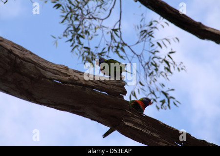 Rainbow Fledermauspapageien ruht auf Zweig der Eukalyptus Baum (trichoglossus Moluccanus) Stockfoto