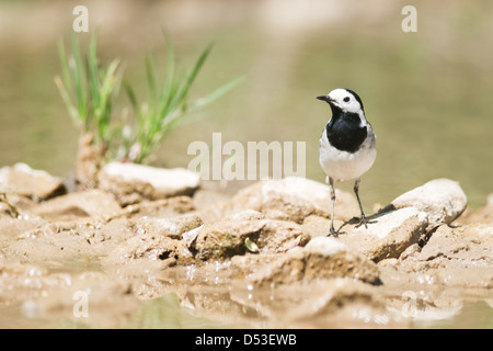 Bachstelze auf Stein am Fluss Stockfoto