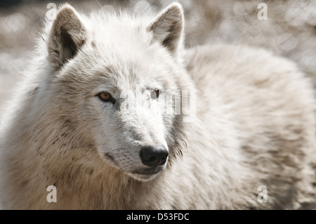 weiße Polarwolf hautnah Stockfoto