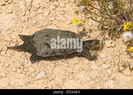 Kaspische Wasserschildkröte, Mauremys caspica Stockfoto