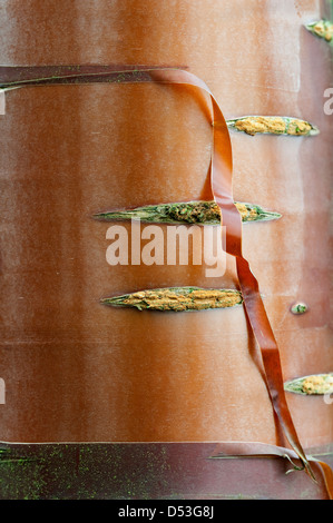 Leichte Ahorn (Acer Griseum) Nahaufnahme des Stammes in der Gartengestaltung von Bahaa Seedhom North Yorkshire England Mai Stockfoto