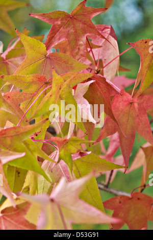 Ahorn (Acer Saccharinum) Stockfoto