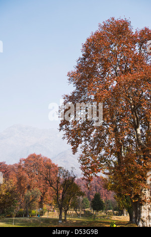Bäume in einem Garten Nishat Bagh, Srinagar, Jammu und Kaschmir, Indien Stockfoto