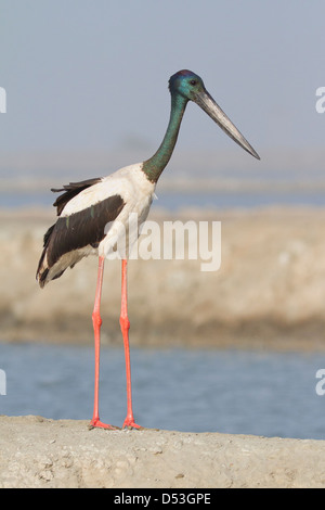 Schwarz-necked Storch (Nahrung Asiaticus) Stockfoto