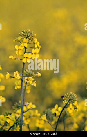 Raps (Brassica Napus) Stockfoto