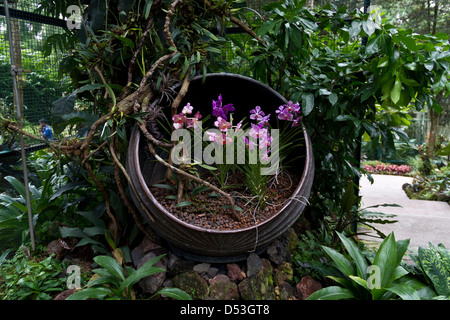 Rosa und lila Blüten in einem schrägen Container innerhalb der National Orchid Garden in Singapur. Diese aussehen schön. Stockfoto