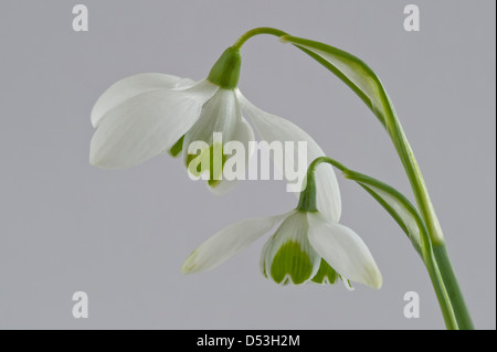 Doppelte Schneeglöckchen (Galanthus "Ophelia") ist ein Greatorex Hybrid zwischen G. Nivalis und G. Plicatus, Blumen aus dem Garten Yorkshire UK Stockfoto