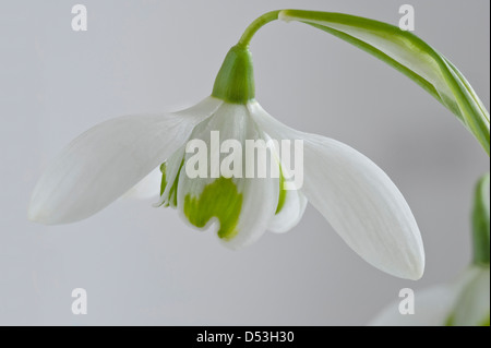 Doppelte Schneeglöckchen (Galanthus "Ophelia") ist ein Greatorex Hybrid zwischen G. Nivalis und G. Plicatus, Blumen aus dem Garten Yorkshire UK Stockfoto