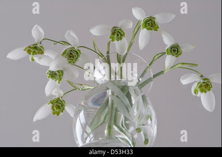 Doppelte Schneeglöckchen (Galanthus "Ophelia") hat Fett abgerundeten Blumen herzförmige Markierungen früh blühende Sorte Yorkshire UK Stockfoto