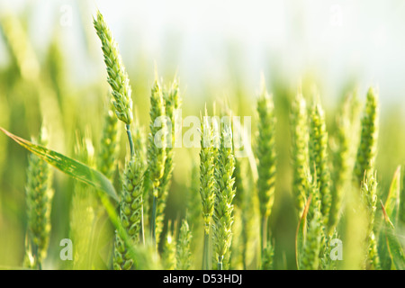 Weizenfeld im Frühjahr (Triticum) Stockfoto