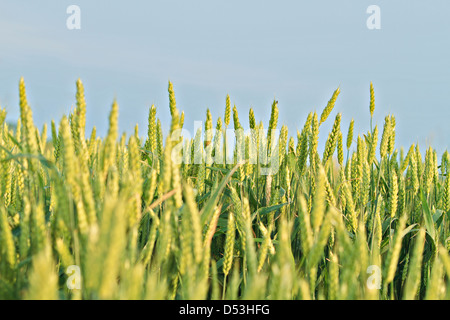 Weizenfeld im Frühjahr (Triticum) Stockfoto