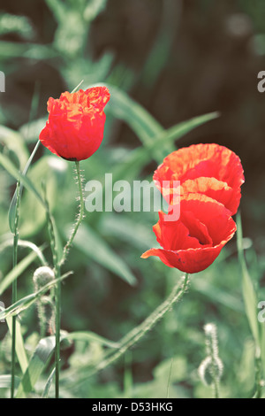 Mohn (Papaveraceae) Stockfoto