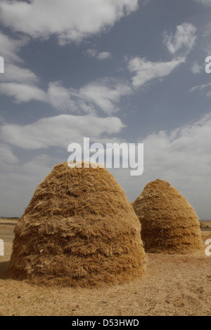 Berge von Teff Korn trocken in Felder in Äthiopien, um Mehl für Injera, das Nationalgericht und Grundnahrungsmittel zu machen Diät-das Land Stockfoto