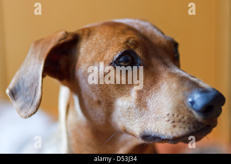 Berlin, Deutschland, Deutsche Pinscher im portrait Stockfoto