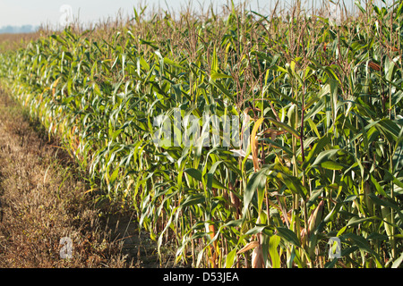 Mais, Mais (Zea Mays) Stockfoto