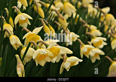 Narzisse (Narcissus Pseudonarcissus) Stockfoto