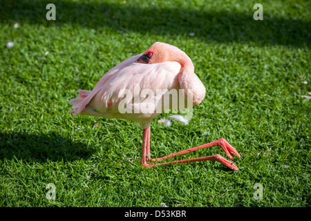 Schlafende flamingo Stockfoto