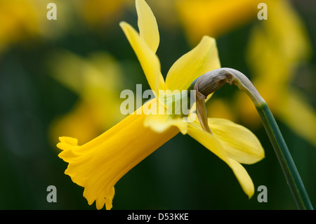 NARCISSUS PEEPING TOM CLOSE-UP PORTRAIT Stockfoto