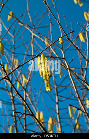 Haselnuss-Baum Stockfoto