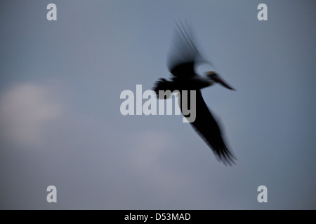 Brauner Pelikan, Pelecanus occidentalis, oberhalb von Rio Chagres, Gamboa, Republik Panama. Stockfoto