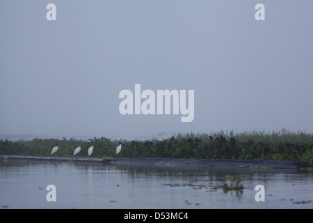 Reiher im Nebel am Rio Chagres, Soberania Nationalpark, Republik von Panama. Stockfoto