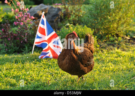 Welsummer Hen vorbei an britische Flagge Stockfoto