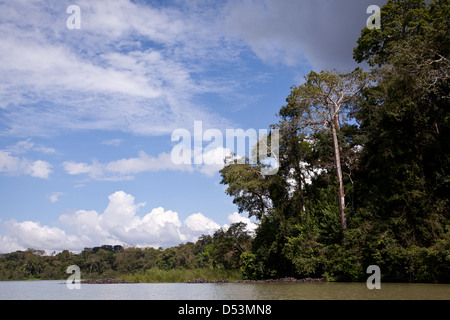 Regenwald auf der Ostseite des Panama-Kanals, Provinz Panama, Republik von Panama. Stockfoto