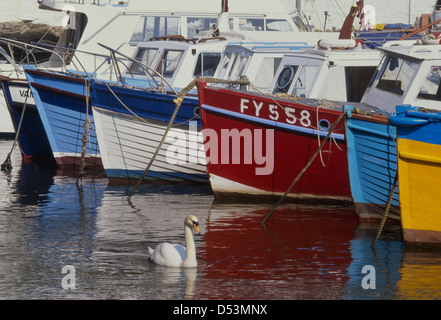 Schwan in Polperro Hafen, Cornwall, England, Großbritannien Stockfoto
