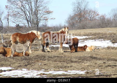 Pferde, Kühe und einen kleinen Esel teilen ein kleines Gebiet in den Hof, der eine kleine Hobby-Bauernhof. Stockfoto