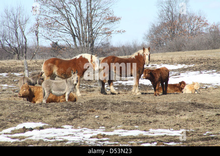 Pferde, Kühe und einen kleinen Esel teilen ein kleines Gebiet in den Hof, der eine kleine Hobby-Bauernhof. Stockfoto