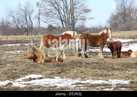 Pferde, Kühe und einen kleinen Esel teilen ein kleines Gebiet in den Hof, der eine kleine Hobby-Bauernhof. Stockfoto