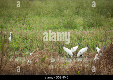 Holzstörche, Mycteria Americana, in Feuchtgebieten in der Nähe von Tonosi, Provinz Los Santos, Republik Panama. Im Hintergrund (links) ist ein Großer Egret. Stockfoto