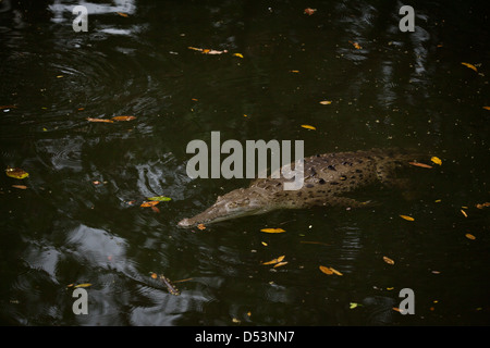 Amerikanisches Krokodil, sci.name; Crocodylus Acutus, in einem Fluss in der Nähe von Tonosi, Los Santos Provinz, Republik von Panama. Stockfoto