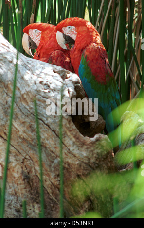 Ara New World Papageien Disambiguierung, Aras lange tailed bunt, Ara, die ursprünglich aus Mexiko, echte Papageien, Stockfoto