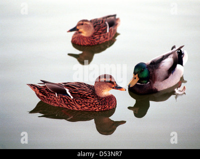 Stockente, wilde Ente, Stockente ist Dümpelfried Duck von Familie Anatidae, männliche Ente, Stockente, Drake, Wasservögel, Anatidae, Ente, Stockfoto