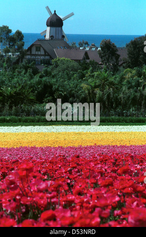 Ranunculus Blumenwiese mit Windmühle und Pazifischen Ozean Carlsbad Kalifornien, Ranunculus Blumenfeld, Blumen, Stockfoto