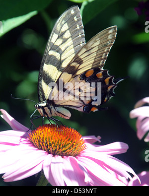 Große bunte Familie Papilionidae sitzt auf rosa Blume, Schwalbenschwänze Arten Papilio Machaon Schwalbenschwanz Schmetterling gelb, Stockfoto