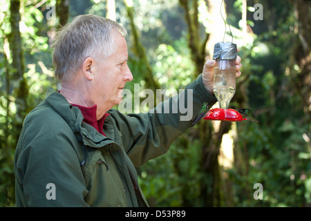 Mann, der Kolibri Feeder Los Quetzales Lodge, La Amistad Nationalpark, Chiriqui Provinz, Republik von Panama. Stockfoto