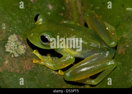 Stachelige Cochran Frosch, Teratohyla spinosa, in Burbayar Naturschutzgebiet, Panama Provinz, Republik Panama. Stockfoto