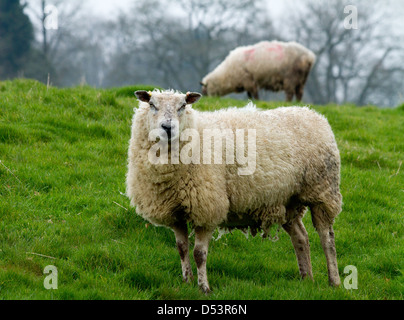 Schafbeweidung in Bereichen auf einer Farm in Somerset. Die Ewe im Vordergrund ist hochschwanger. Stockfoto