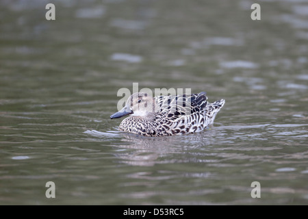 Garganey, Anas Querquedula, einzelne Weibchen auf dem Wasser, Gefangenschaft, März 2013 Stockfoto