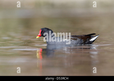 Teichhuhn, Gallinula Chloropus, einzelne Vogel im Wasser, Warwickshire, März 2013 Stockfoto