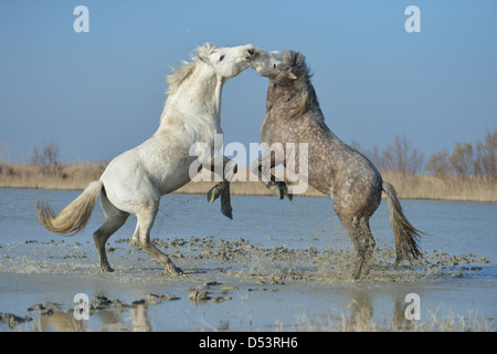 Camargue-Pferd (Equus Caballus) zwei Hengste kämpfen in einem Sumpf im Winter Camargue - Frankreich Stockfoto