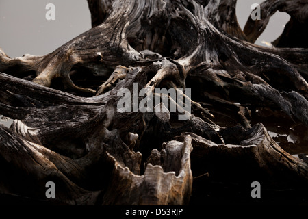 Root-Formationen in den Mangrovenwald am Punta Chame an der Pazifikküste, Provinz Panama, Republik von Panama. Stockfoto