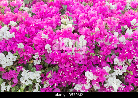 Bougainvillea Stockfoto