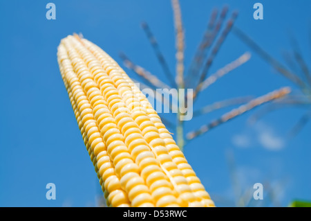 frischer Mais unter tiefblauem Himmel. Soft-Fokus auf die Mitte des Bildes Stockfoto