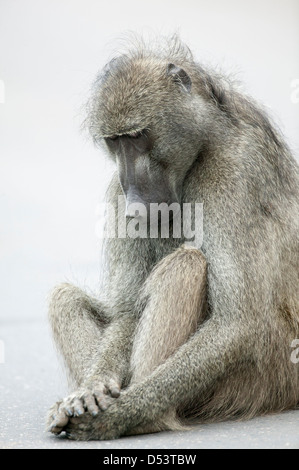 Im Gebet Chacma Pavian oder Cape Baboon Papio Ursinus sitzen haunched, als wenn Sie in Gedanken versunken Stockfoto
